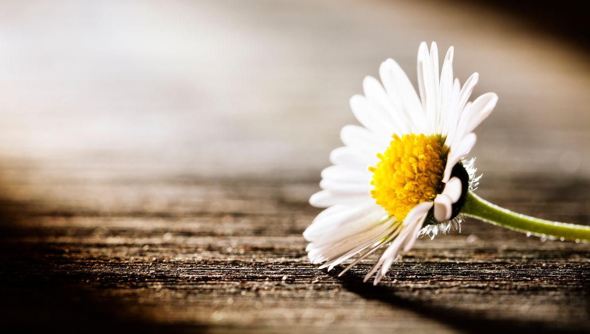 Comment apaiser et libérer les émotions liées à un deuil grâce à l'hypnose