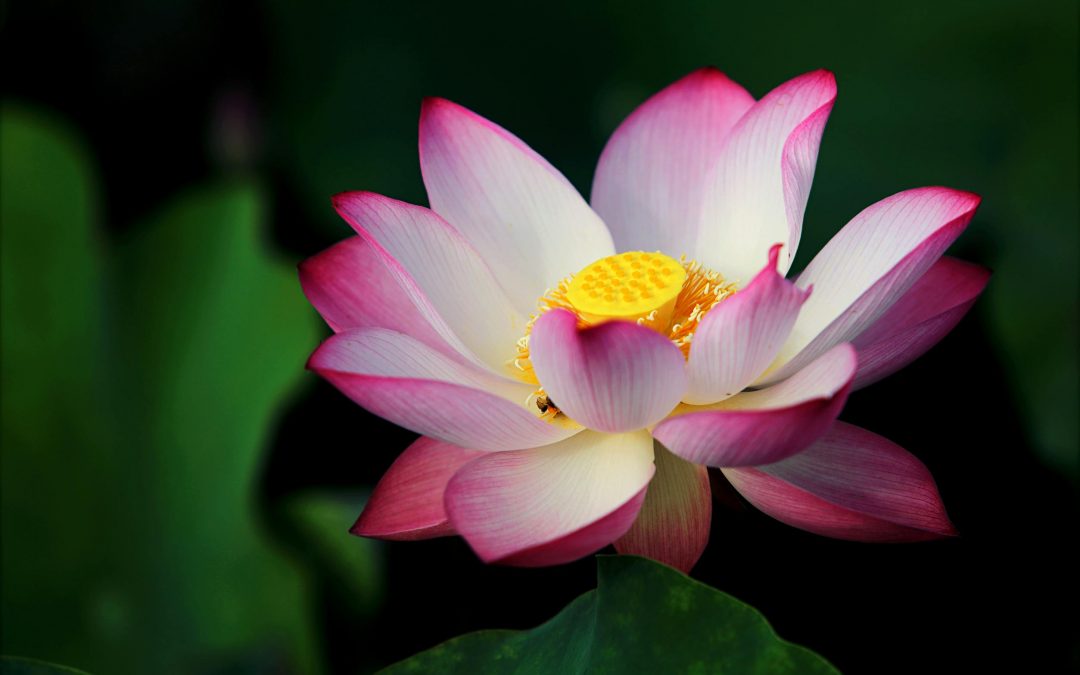 Comprendre et apaiser les crises d’angoisse grâce à l’hypnose